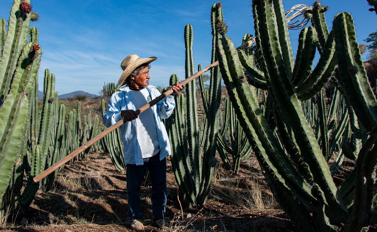 Celebran 50 aniversario de la Feria de la Pitaya, fruta que sostiene la economía de Tianguistengo, Oaxaca