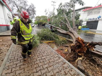 Lluvia con viento provoca caída de árboles en municipios de Oaxaca: CEPCO