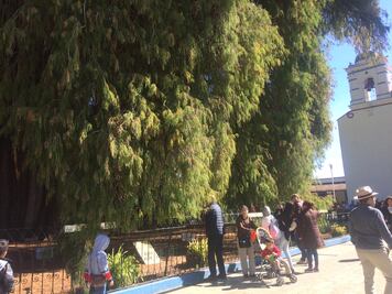Arriban cinco mil personas a conocer el árbol de El Tule