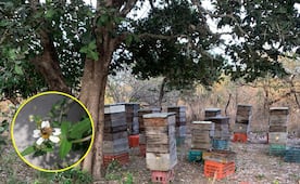 Plaguicida usado en huertas de mango está matando abejas en el oriente del Istmo de Oaxaca