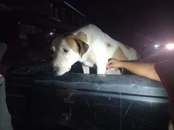 Avientan desde un taxi a perrita encostalada en Huajuapan, Oaxaca; piden ayudan para esterilizarla