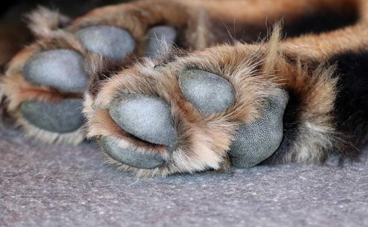 Se registra segunda muerte por ataque de perros en Oaxaca; animalistas piden medidas adecuadas. Foto: Archivo