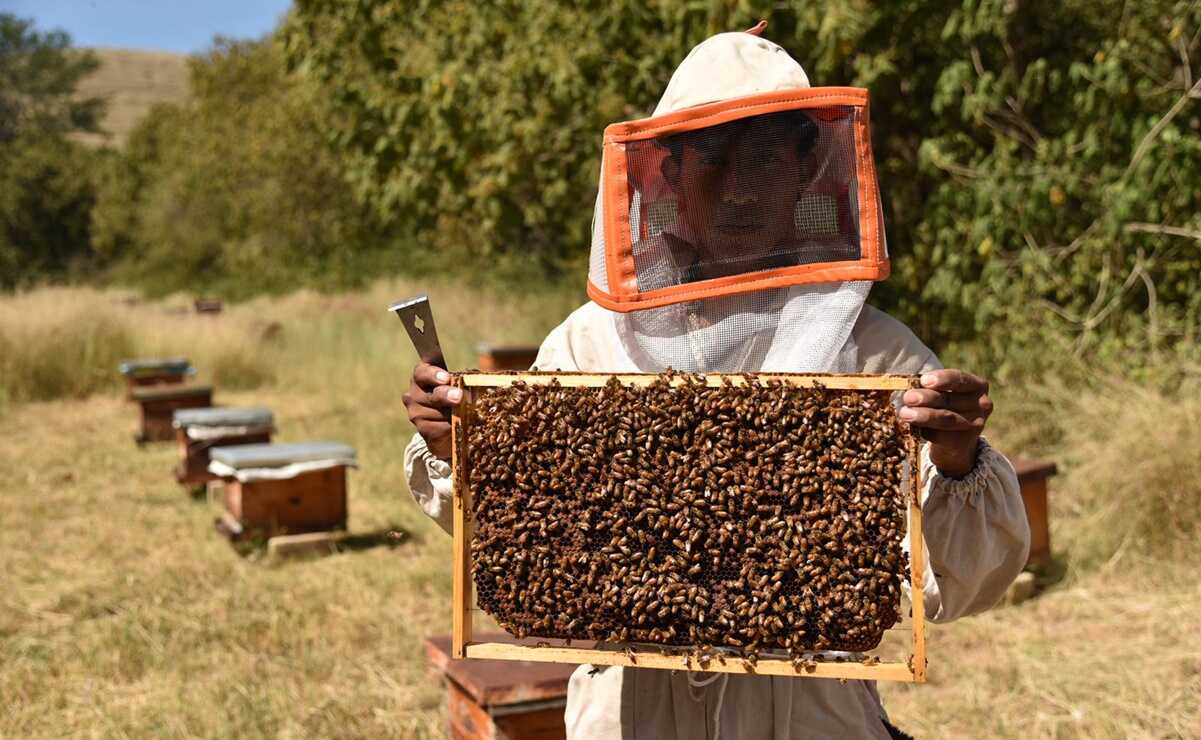 Oaxaca, sexto productor nacional de miel; productores de la Mixteca exportan a 6 países