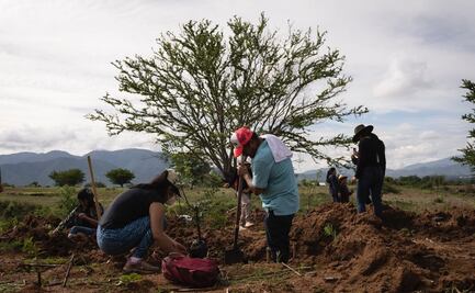 Renacen bosques de copal en la tierra de los mágicos alebrijes