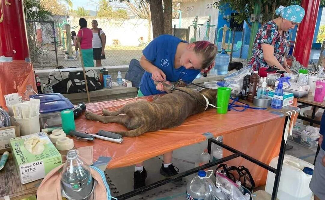 Desde EU, aterrizan veterinarios en Tonameca, en la Costa de Oaxaca, para esterilizar lomitos y gatitos. Fotos: Especiales