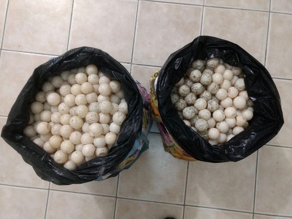 Detienen en Pochutla a mujer con dos mil huevos de tortuga