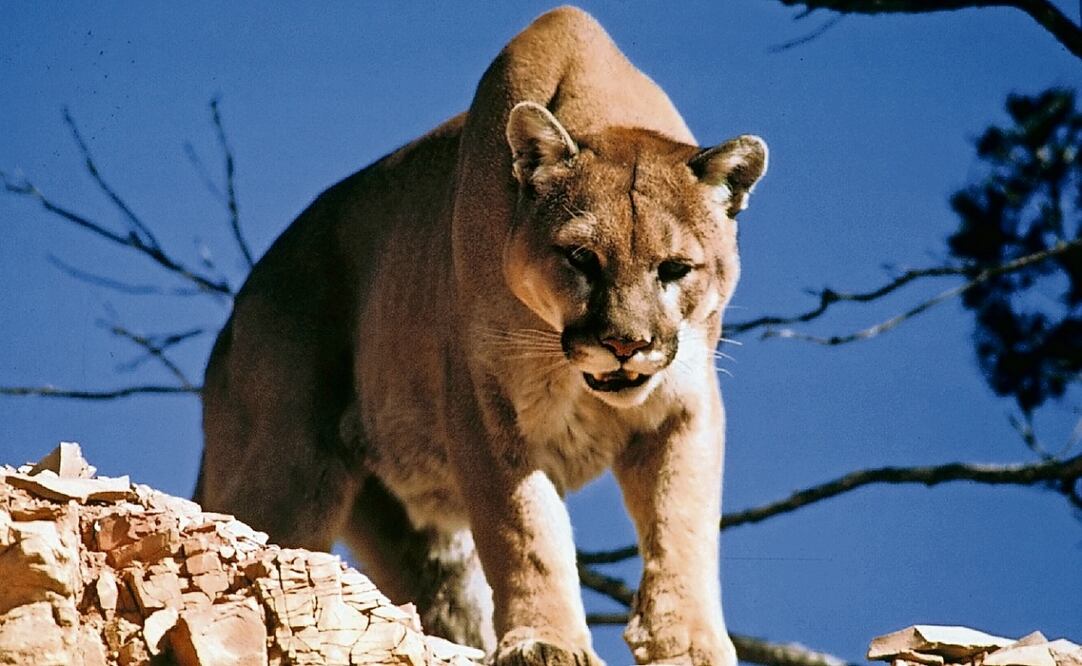 Foto: Archivo. EL UNIVERSAL