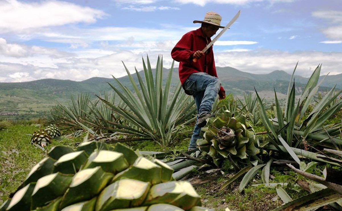 “Pese a pandemia, industria del mezcal vive su mejor momento”