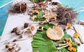 Registran cerca de 49 especies de hongos, en el festival de hongos en la Mixteca de Oaxaca