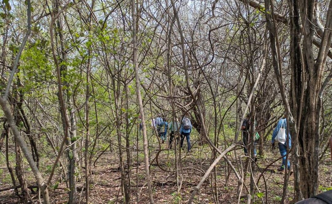 Tras incendios en Oaxaca, decretan veda para caza de venado y armadillo en Los Chimalapas. Foto: Especial
