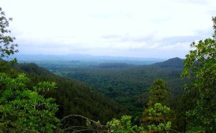 Ambientalistas de Oaxaca acusan a Sinfra de desvirtuar proyecto de conservación de 300 hectáreas