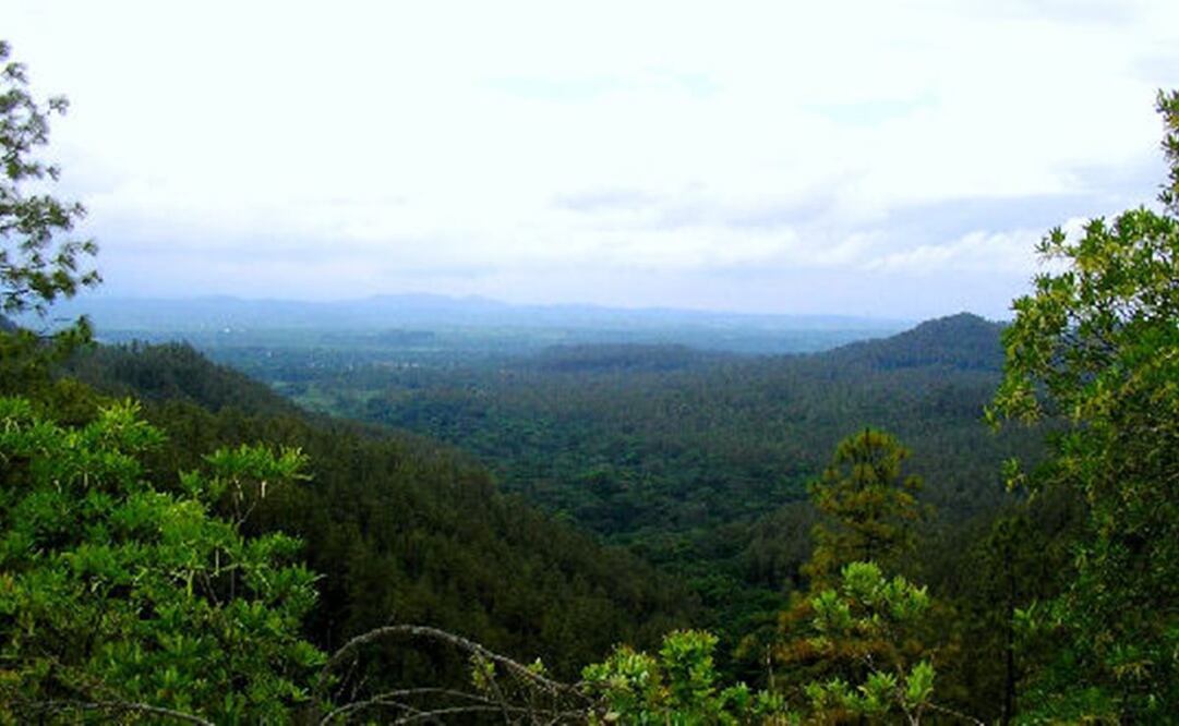 Ambientalistas de Oaxaca acusan a Sinfra de desvirtuar proyecto de conservación de 300 hectáreas