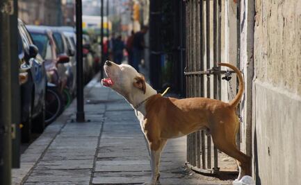 Torturan y asesinan a lomito en la Mixteca de Oaxaca; fiscalía indaga 109 casos de crueldad animal