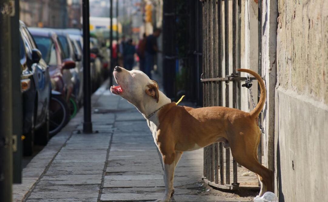 Torturan y asesinan a lomito en la Mixteca de Oaxaca; fiscalía indaga 109 casos de crueldad animal. Foto: Especial