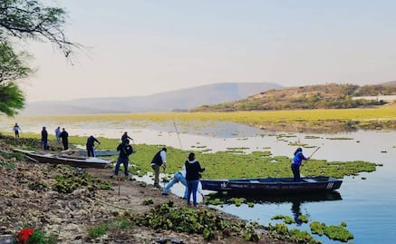 Ganan amparo que ordena al edil de Huajuapan resolver la plaga de lirio en la presa de Yosocuta