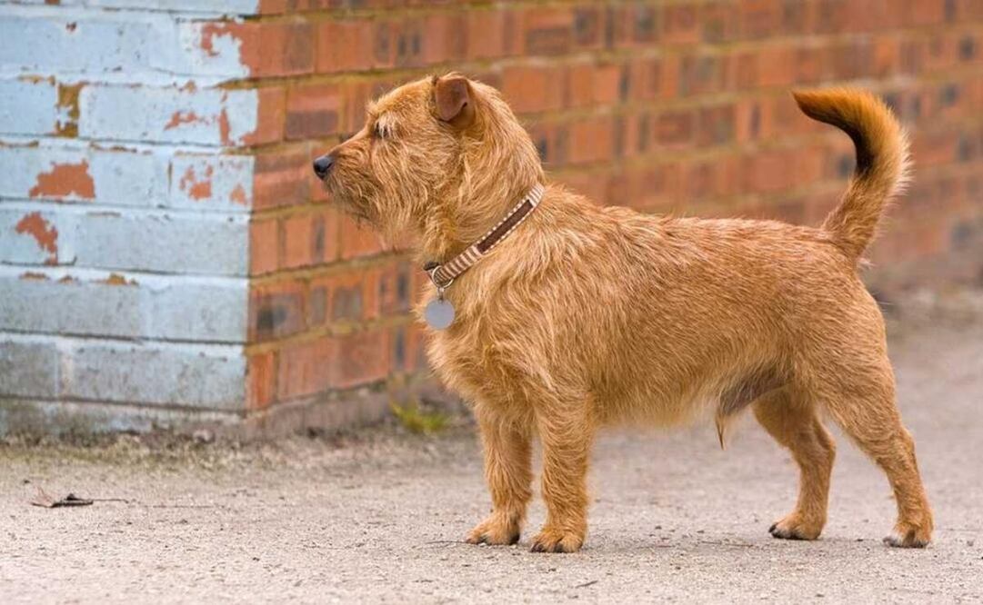Acusan en Oaxaca maltrato animal en refinería de Salina Cruz: prohiben a trabajadores alimentar a lomitos. Foto: Especial
