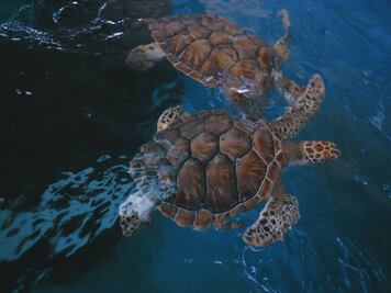 Tras casi dos años, reabre el Centro Mexicano de la Tortuga, asentado en Mazunte, Oaxaca