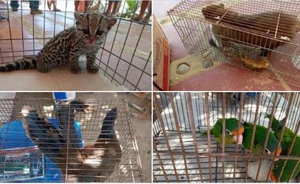 Incauta Profepa ejemplares en peligro de extinción en domicilio de Huatulco