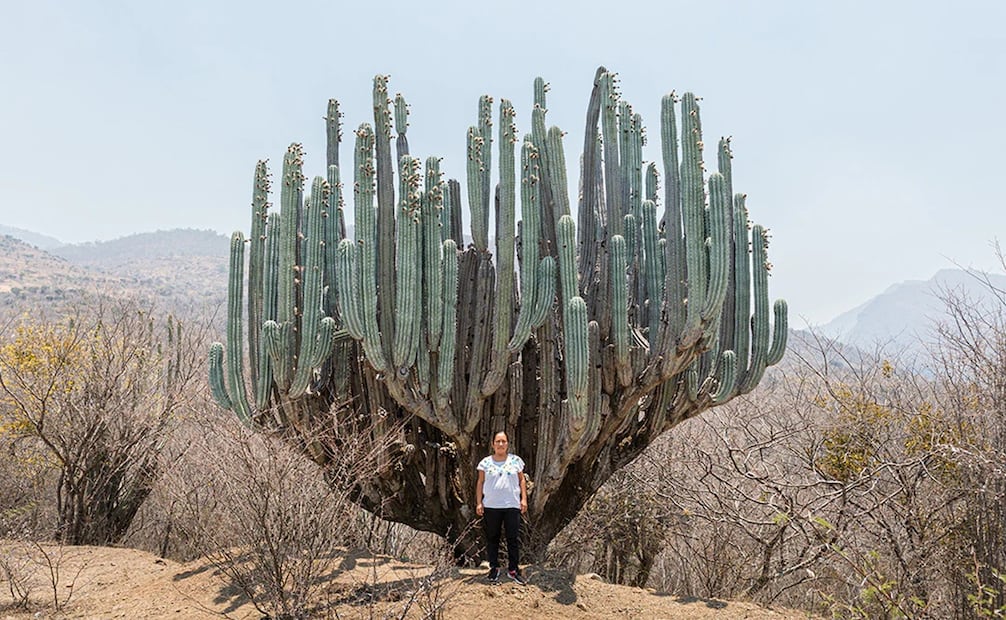 El cardón es un cactus que florece entre los meses de abril y mayo en el valle de Cuicatlán, Oaxaca. Foto: Bebidas de Oaxaca