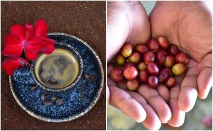 Participarán productores de café de Oaxaca en muestra gastronómica en la Ciudad de México