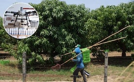 Uso de plaguicida altamente tóxico desata daño ambiental en el Istmo de Oaxaca; arrasa con abejas y perdura años