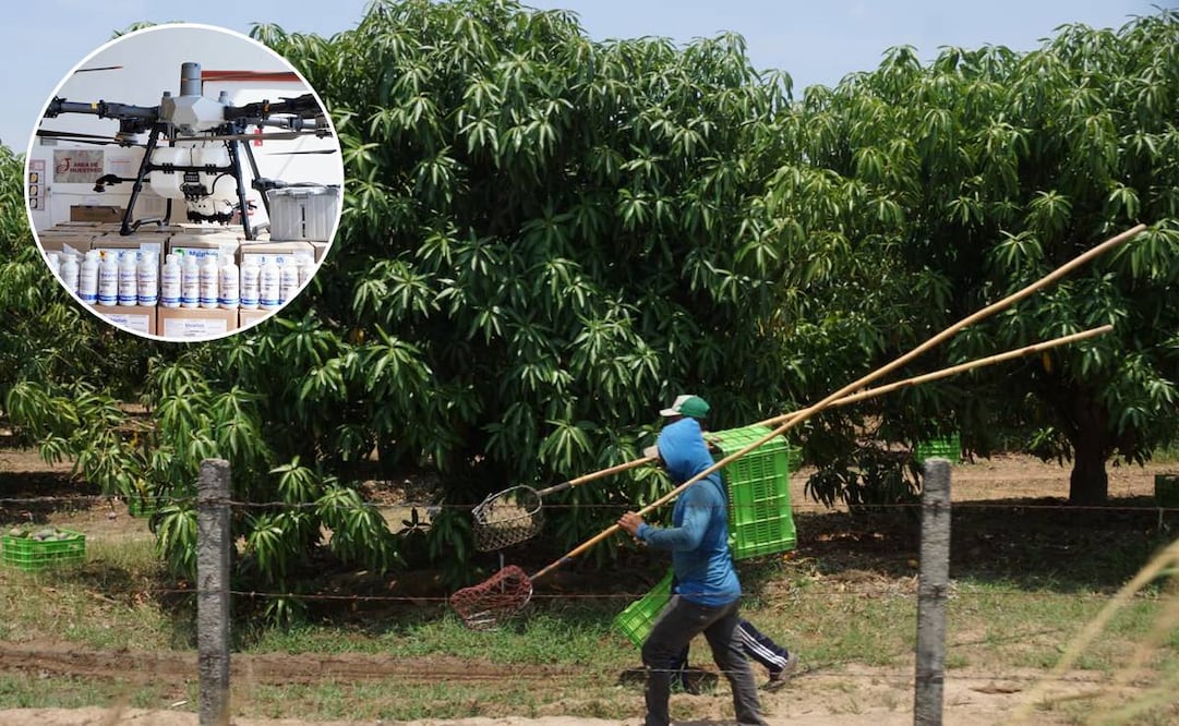 Foto: Especial y Edwin Hernández EL UNIVERSAL