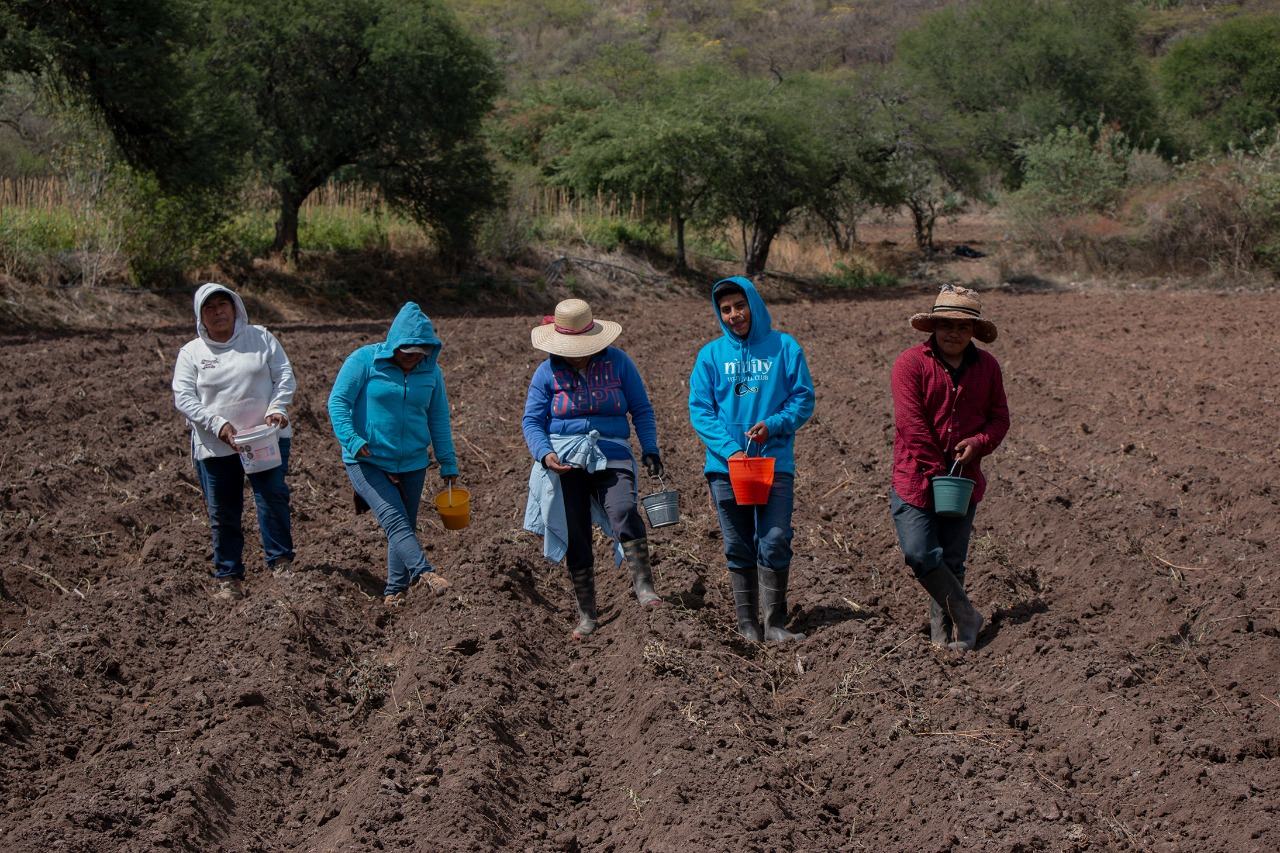 Ante inflación, disparo en precio de fertilizantes y falta de apoyos, muere campo de la Mixteca de Oaxaca. Fotos: Juana García