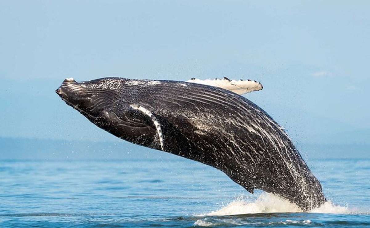 ¿Dónde y cuándo se pueden avistar ballenas en Oaxaca?  
