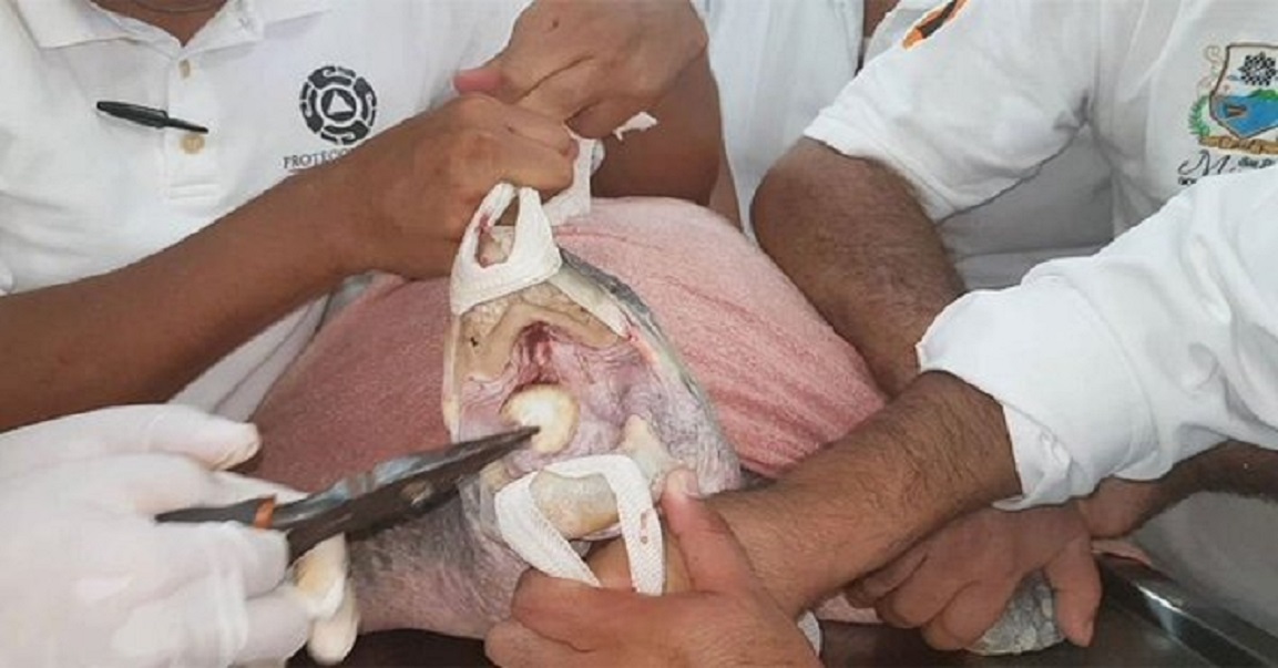 Extraen cuchara de plástico que ponía en riesgo la vida de una tortuga en Oaxaca