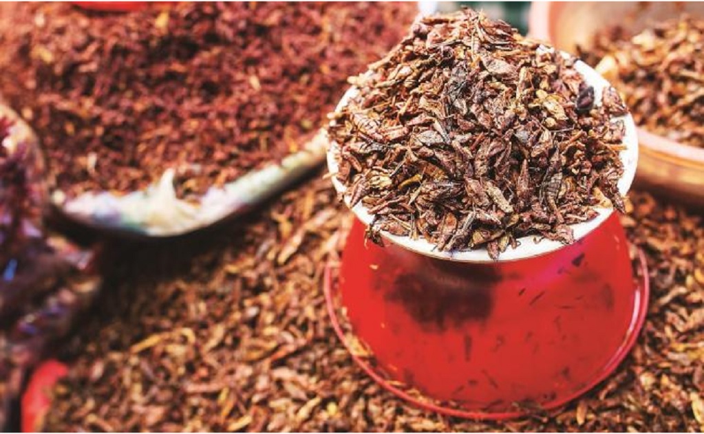 Los chapulines son algunos de los insectos benéficos para la salud / Foto: El Universal