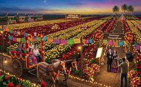 Campos iluminados, paseos a caballo, películas de Día de Muertos y más; así será el Festival del Corte de Flor de Cresta de Gallo en Oaxaca