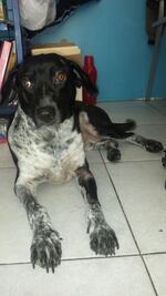 Se recupera “Luna”, perrita que fue arrastrada en taxi de Oaxaca