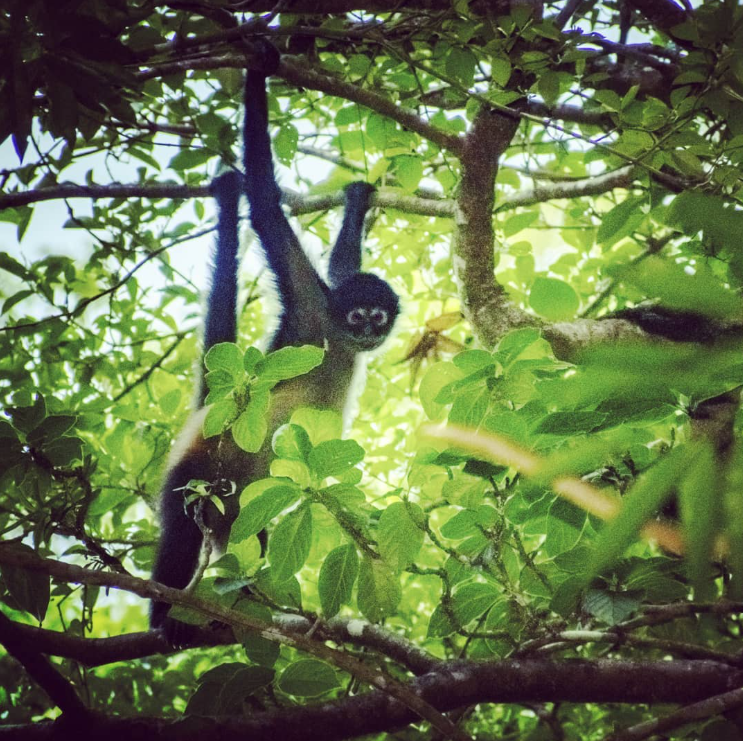 Foto: Instagram @rustico_jaguar