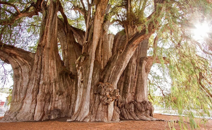 ¿Cuánto cuesta visitar el Tule, el árbol más grande del mundo?
