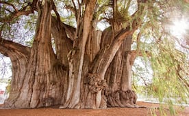 ¿Cuánto cuesta visitar el Tule, el árbol más grande del mundo?