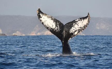 ¿Cuándo inicia la temporada de avistamiento de ballenas en Oaxaca?