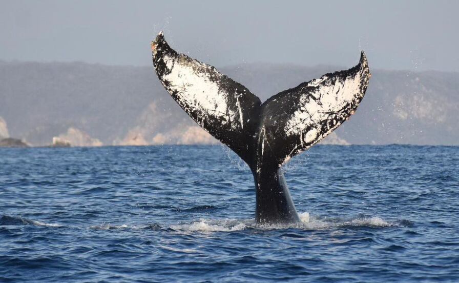 ¿Cuándo inicia la temporada de avistamiento de ballenas en Oaxaca?