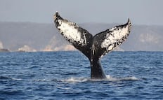 ¿Cuándo inicia la temporada de avistamiento de ballenas en Oaxaca?