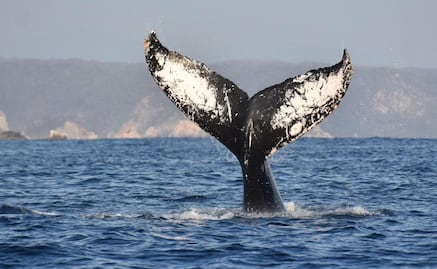 ¿Cuándo inicia la temporada de avistamiento de ballenas en Oaxaca?