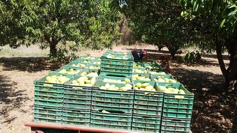 Protección Civil en el Istmo de Oaxaca documentará daños del Frente Frío 28 en producción de mango