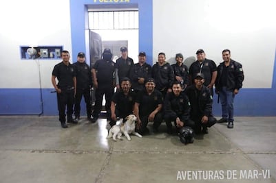 Envenenan y matan a perro policía de Tilcajete