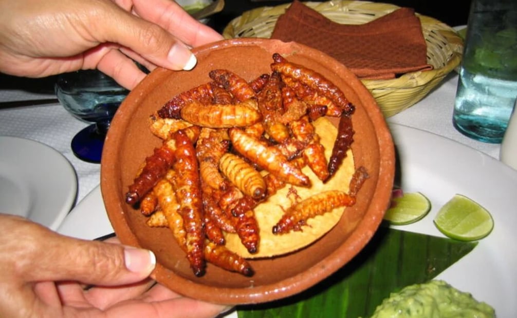 Los gusanos de maguey son otros de los ingredientes de la cocina oaxaqueña que no puedes dejar de probar durante tu visita. Foto: Wikimedia Commons