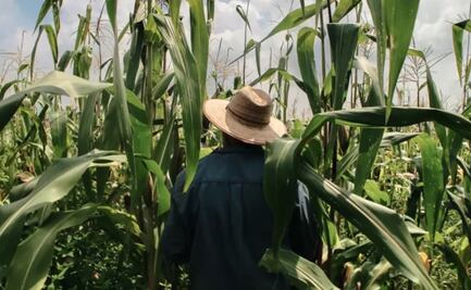 Por "coyotaje", productores de maíz de Oaxaca pierden millones de pesos al año