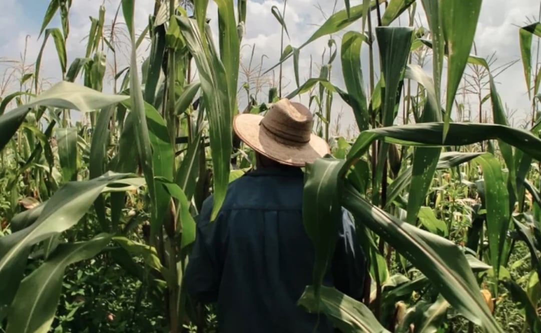 Por "coyotaje", productores de maíz de Oaxaca pierden millones de pesos al año. Foto: Especial