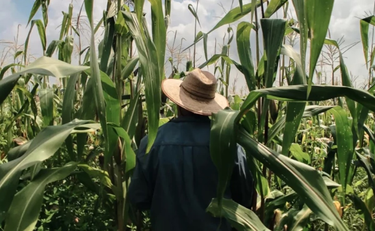 Por "coyotaje", productores de maíz de Oaxaca pierden millones de pesos al año