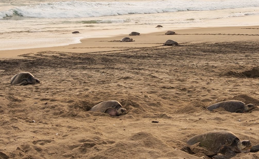 Miles de tortugas marinas llegan cada año a las costas de Oaxaca. Foto: Sectur Oaxaca