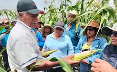 Maíz criollo blanco Jazmín, el de mayor resistencia ante la falta de agua en la Mixteca de Oaxaca