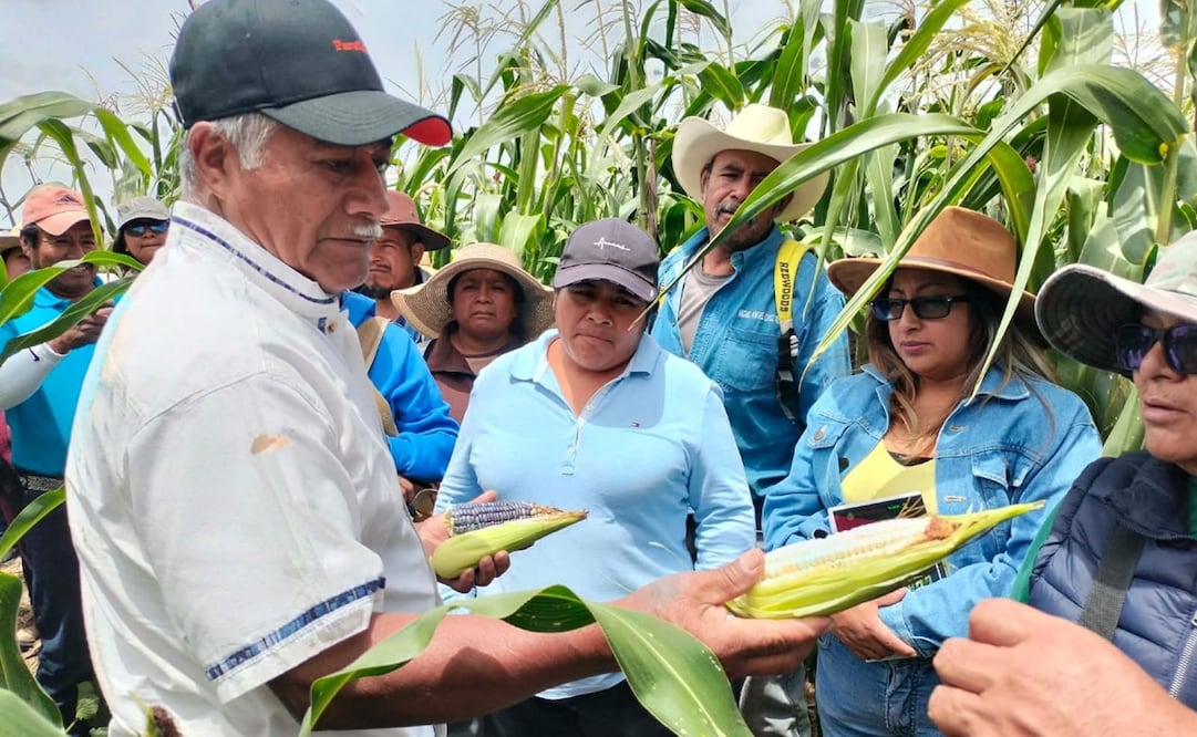 Maíz blanco Jazmín de la Mixteca de Oaxaxa. Foto: Especial
