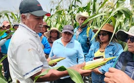 Maíz criollo blanco Jazmín, el de mayor resistencia ante la falta de agua en la Mixteca de Oaxaca