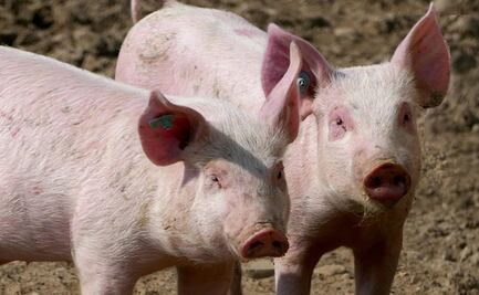 Liberan a los cerditos encarcelados en comunidad del Istmo de Oaxaca, tras bloqueo carretero de la comunidad